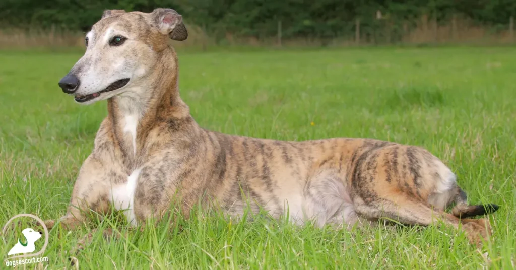 brindle dog