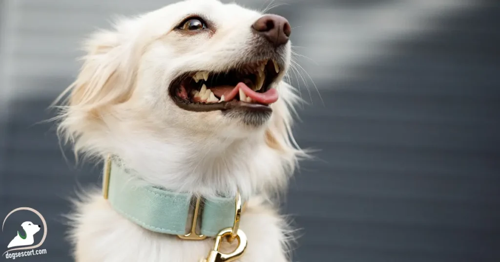 white dog collar