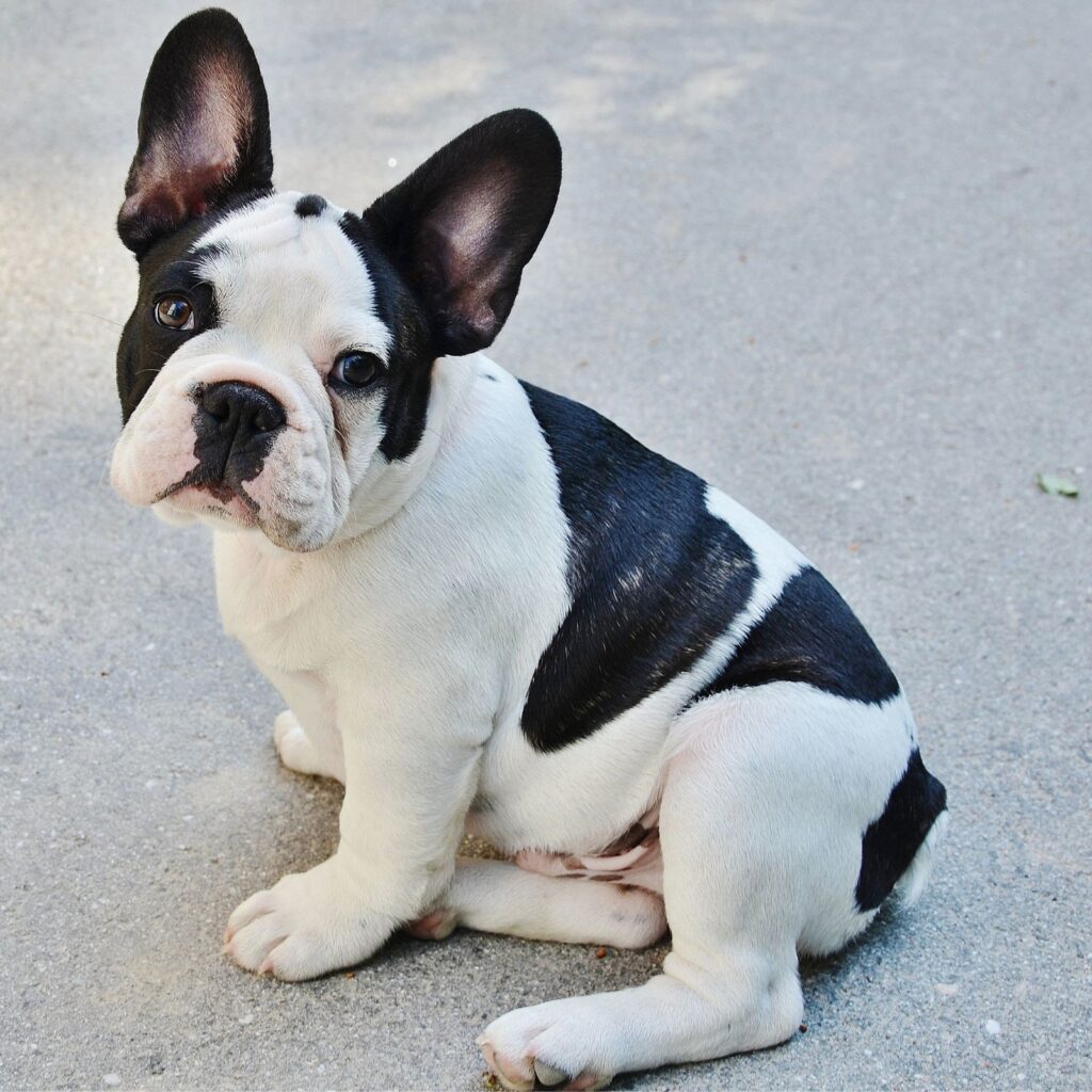 French Bulldog Breeders in Australia (2026)