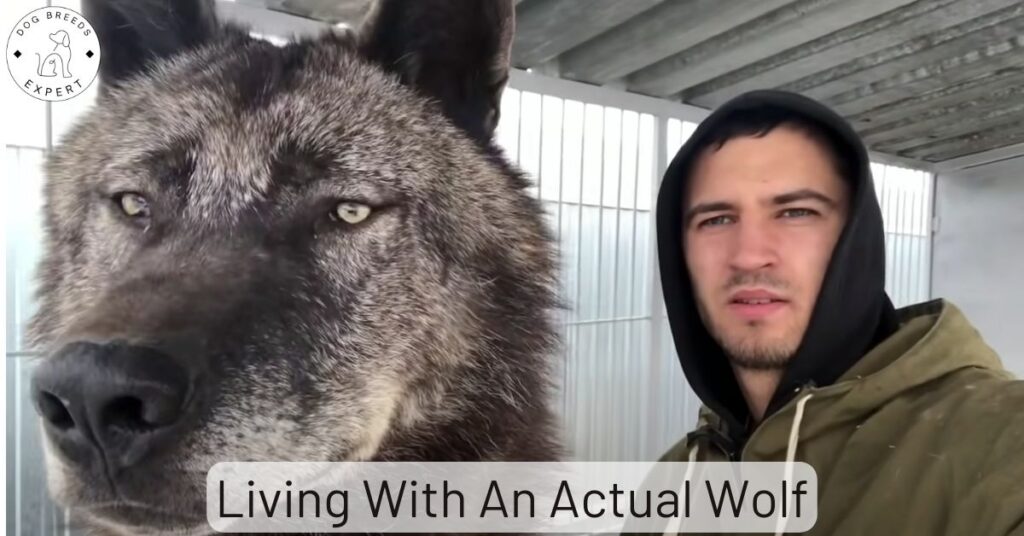 Living With An Actual Wolf