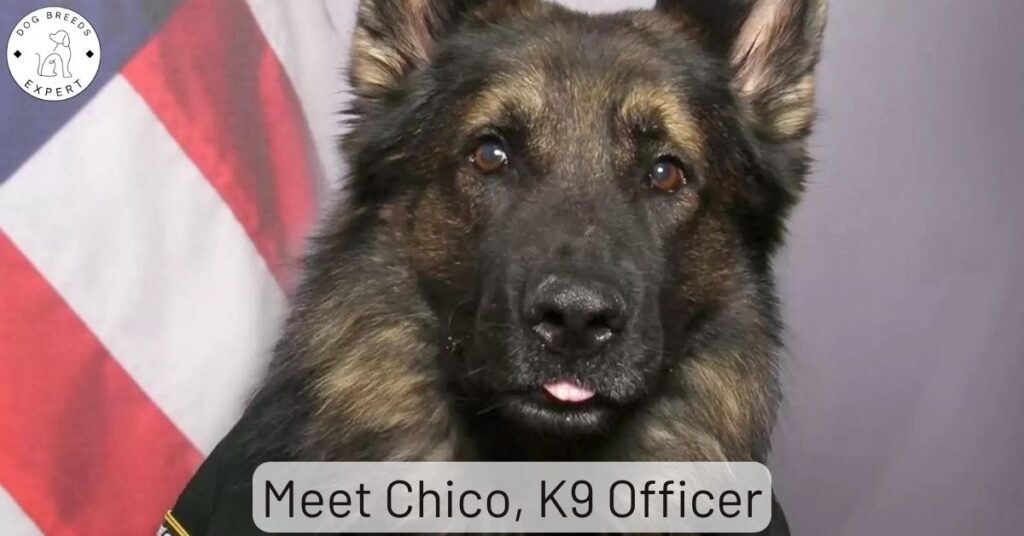 Meet Chico, K9 Officer