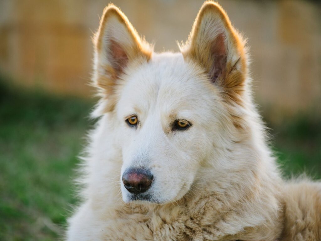 Northern Inuit Dog