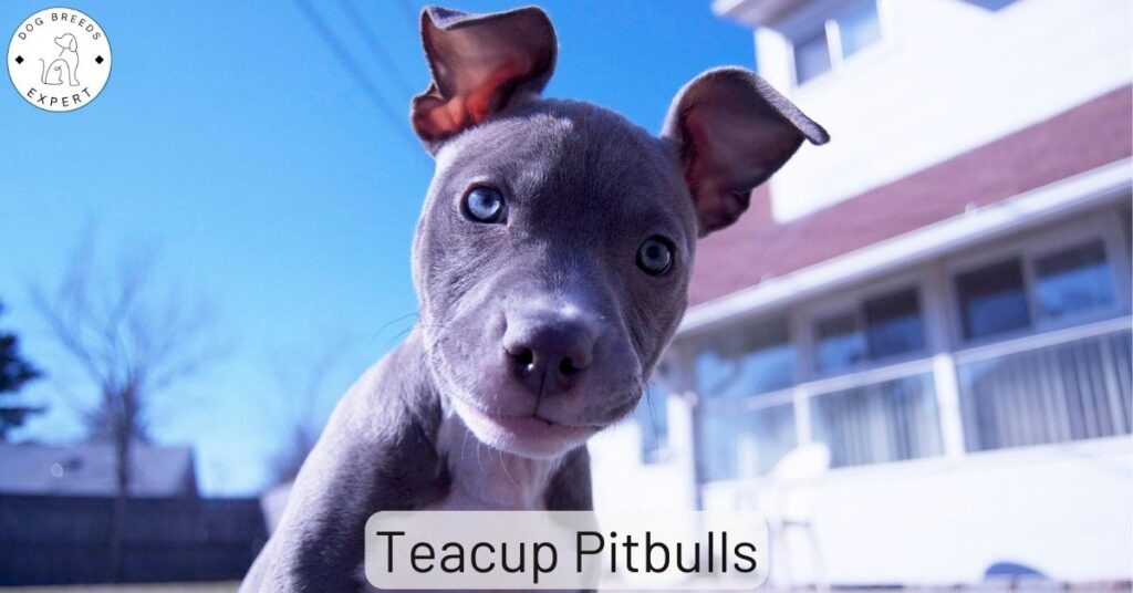 Teacup Pitbulls