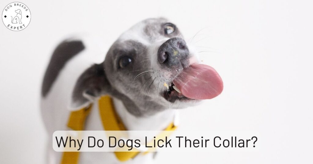 Why Do Dogs Lick Their Collar