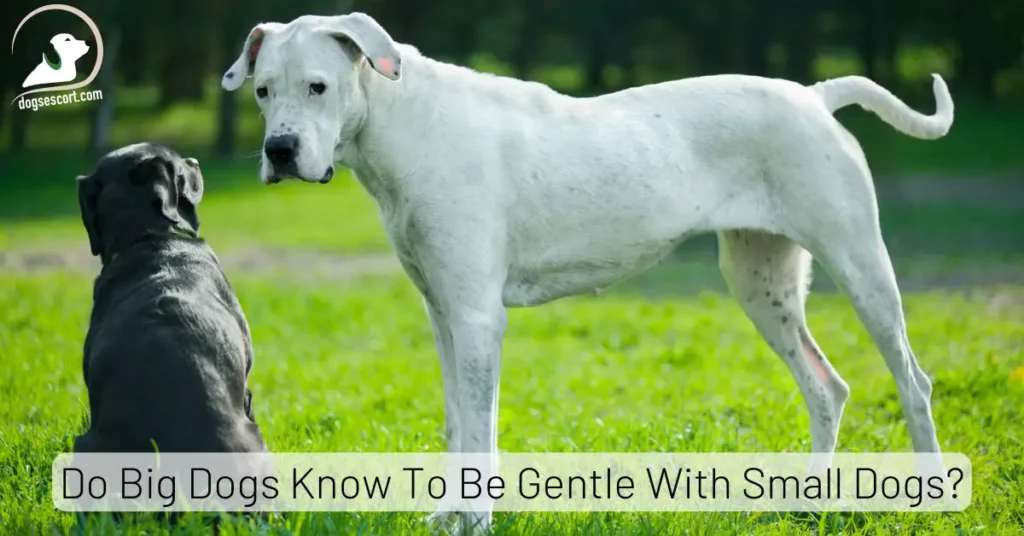 Do Big Dogs Know To Be Gentle With Small Dogs