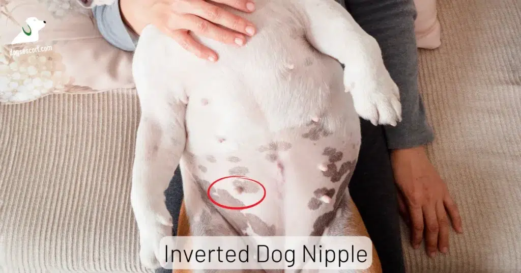 Inverted Dog Nipple