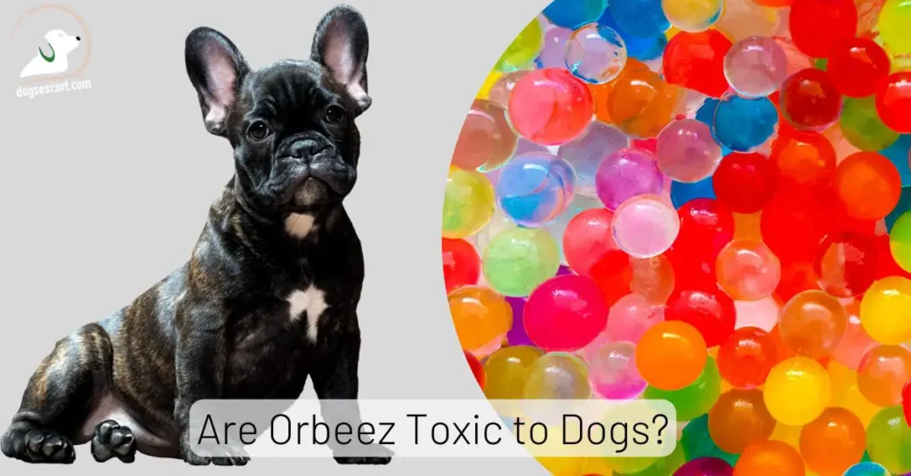 Are Orbeez bad for Dogs