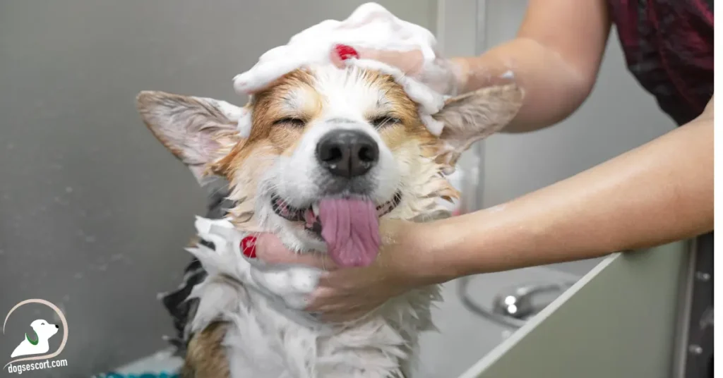 dog bathing
