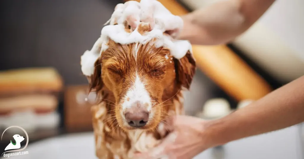 puppy bathing
