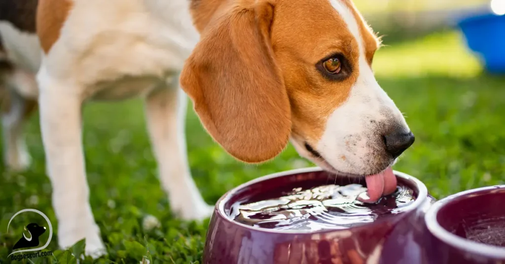 Dog Hydration
