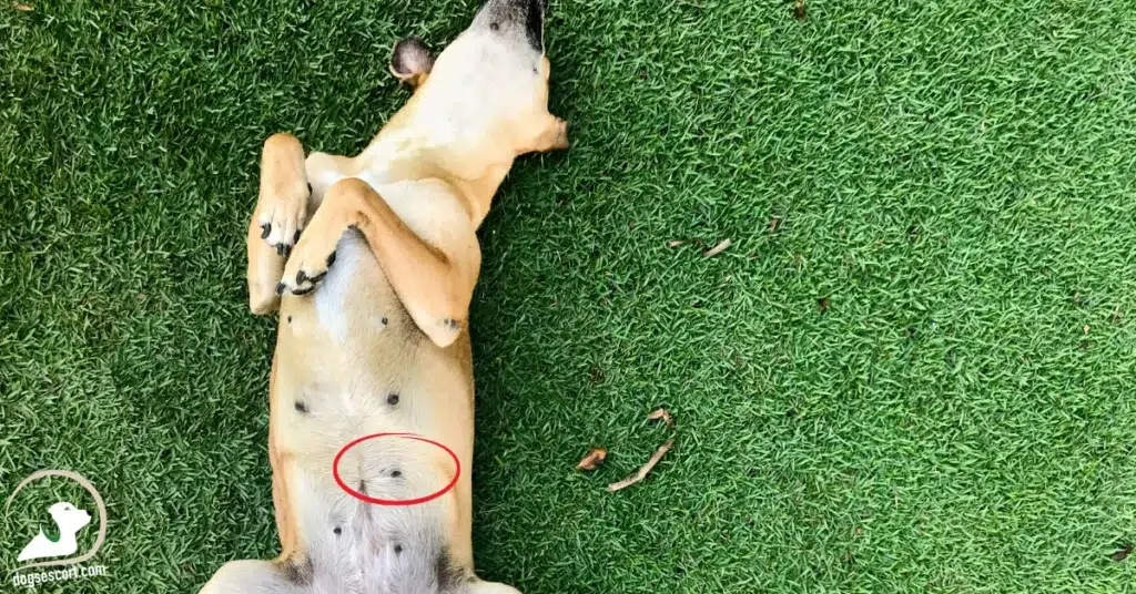 What Is An Inverted Dog Nipple?