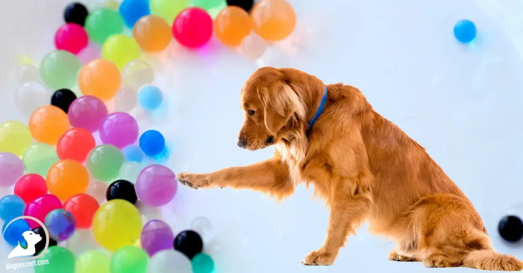 Are Orbeez Toxic to Dogs