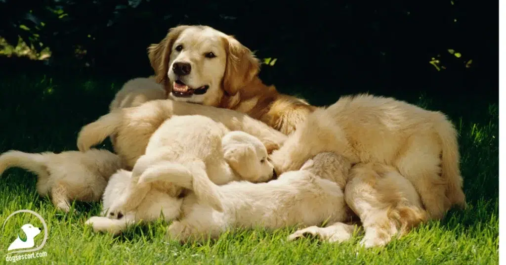 nursing mother dog
