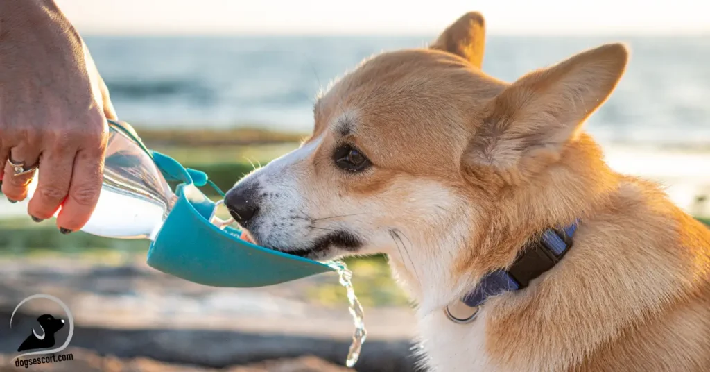 dog drinking water
