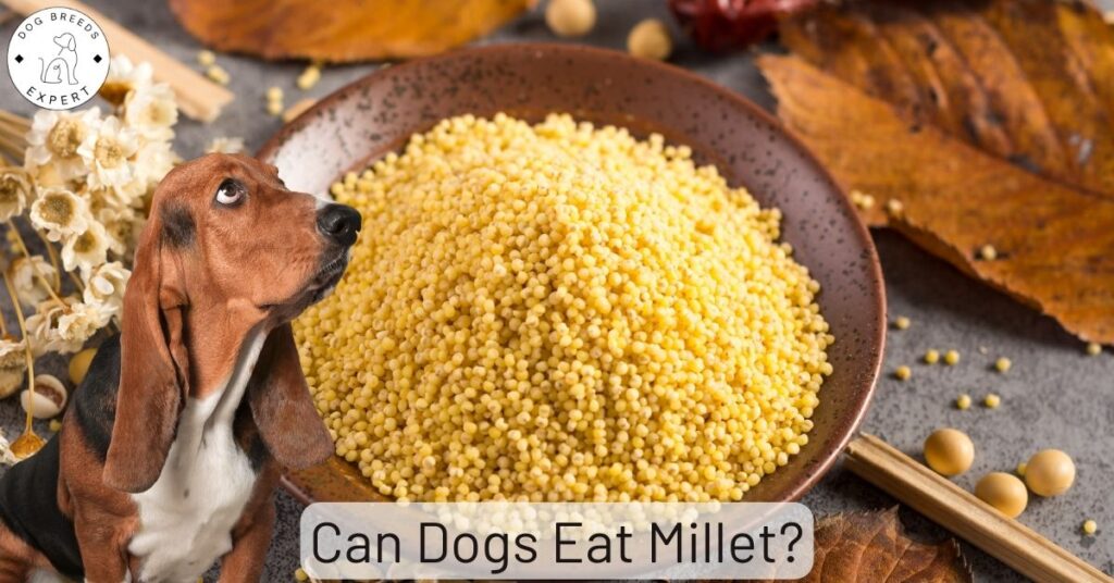 Can Dogs Eat Millet