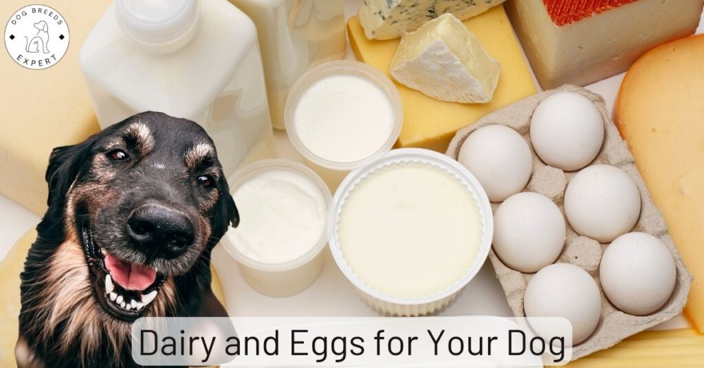 Dairy and Eggs for Your Dog