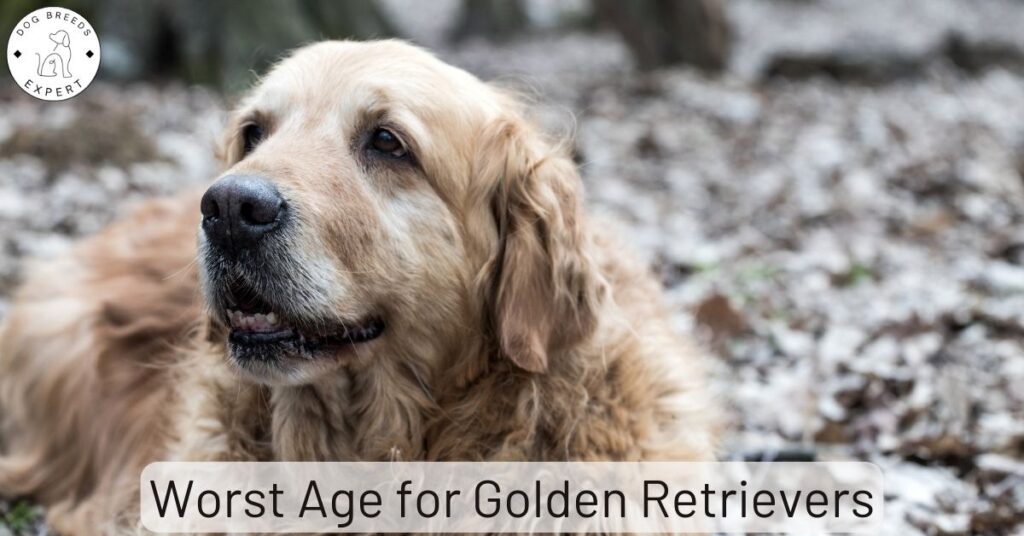 Worst Age for Golden Retrievers