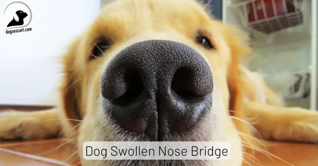Dog Swollen Nose Bridge