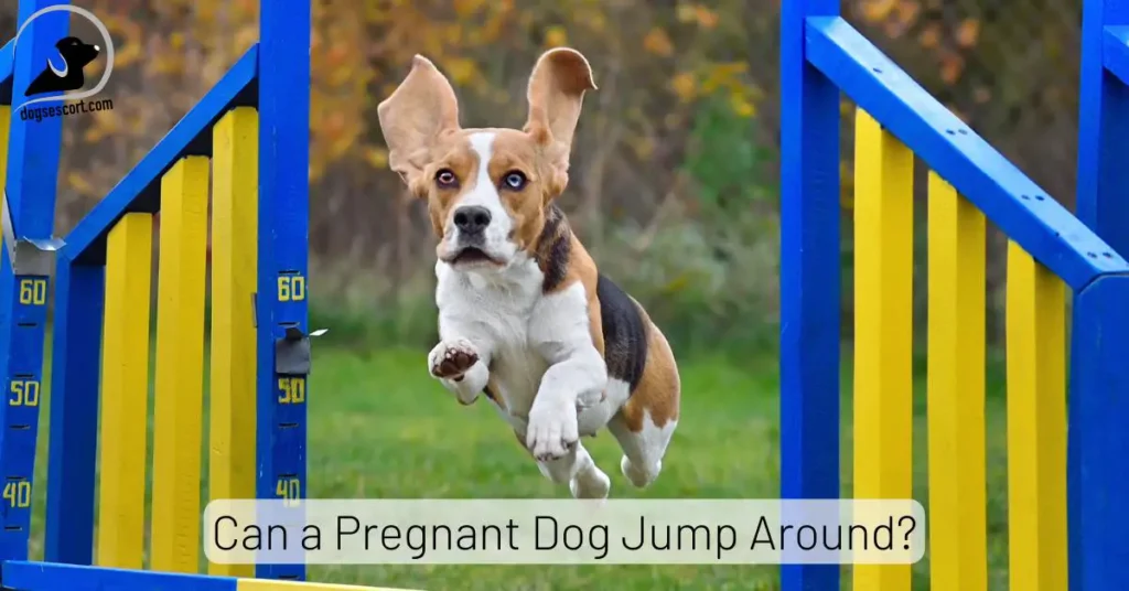 Pregnant Dog Jump