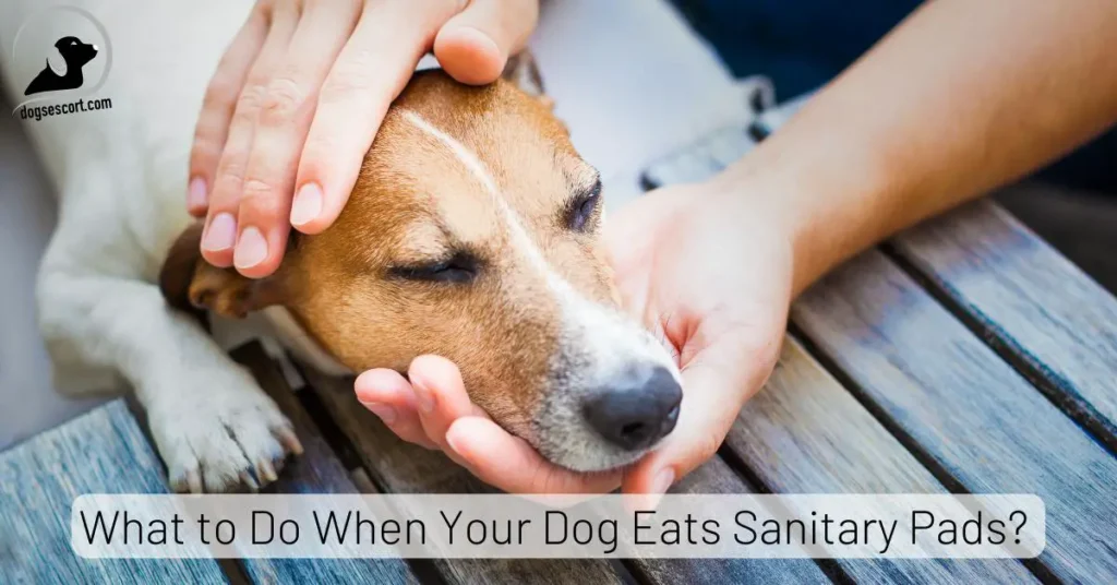 Dog Eats Sanitary Pads