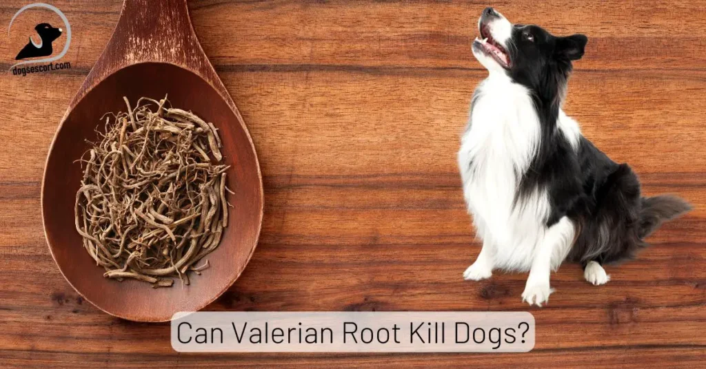 Valerian Root for dogs