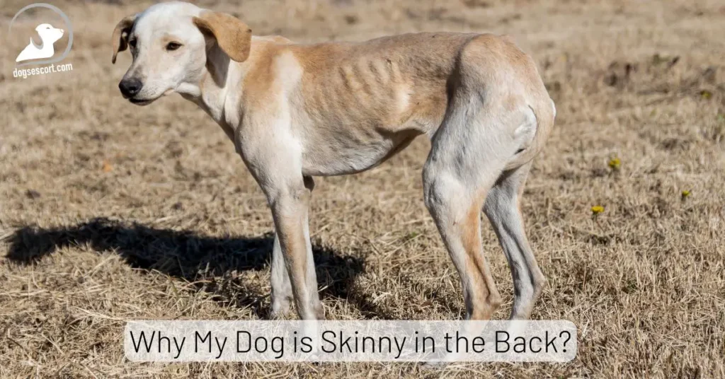 My Dog is Skinny in the Back