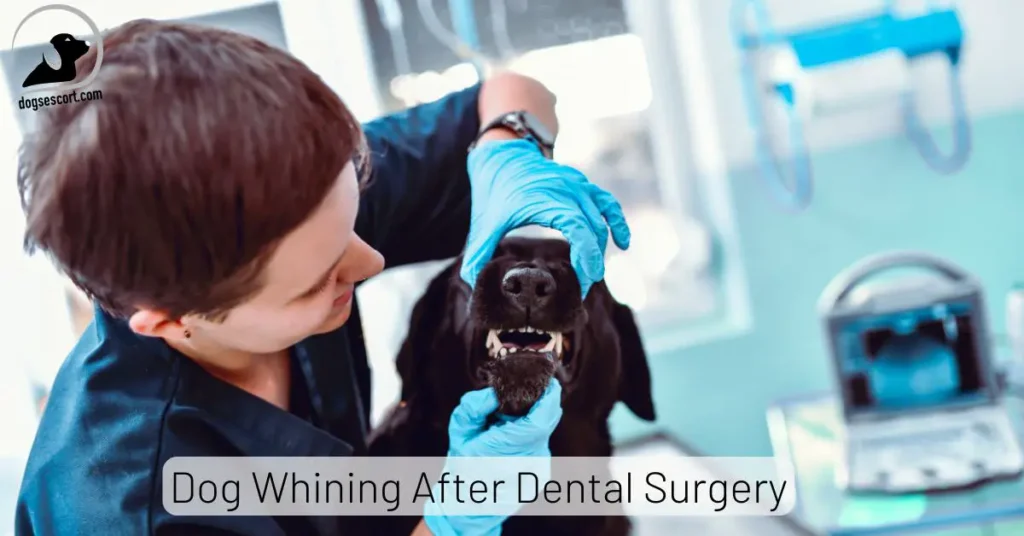 Dog Whining After Dental Surgery