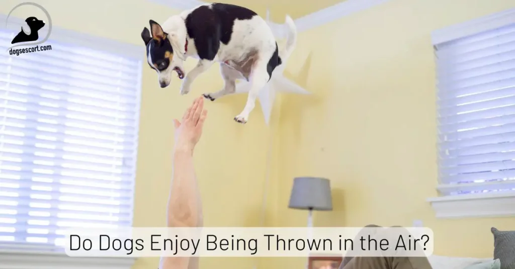 Dogs Thrown in the Air