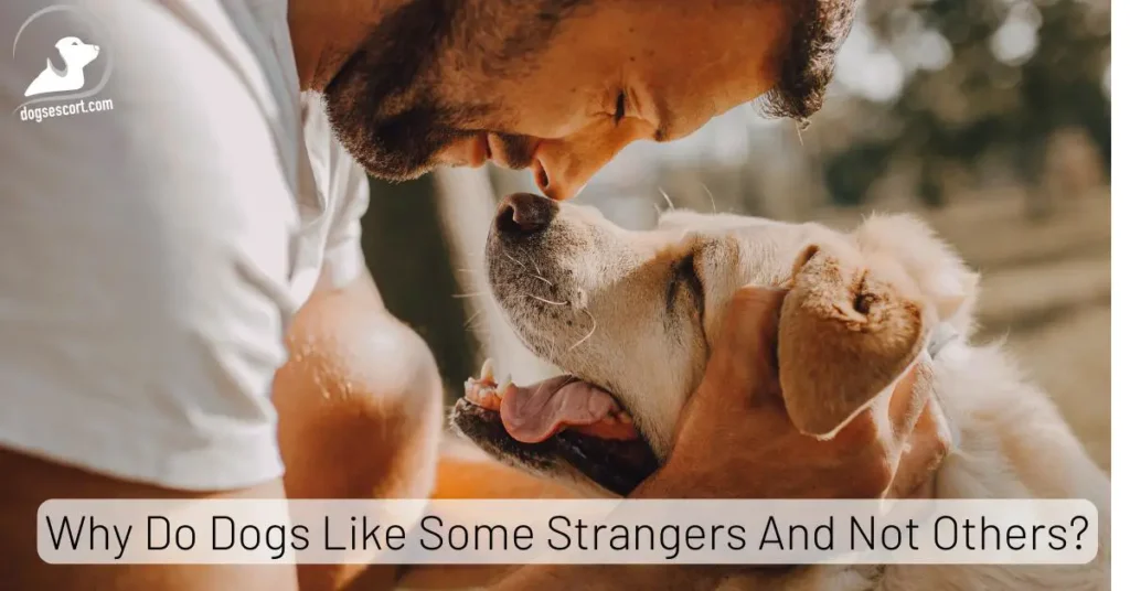 Why Do Dogs Like Some Strangers And Not Others