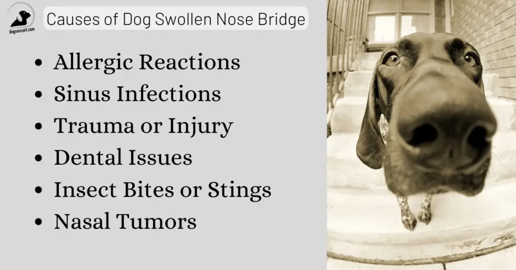 Causes of Dog Swollen Nose Bridge