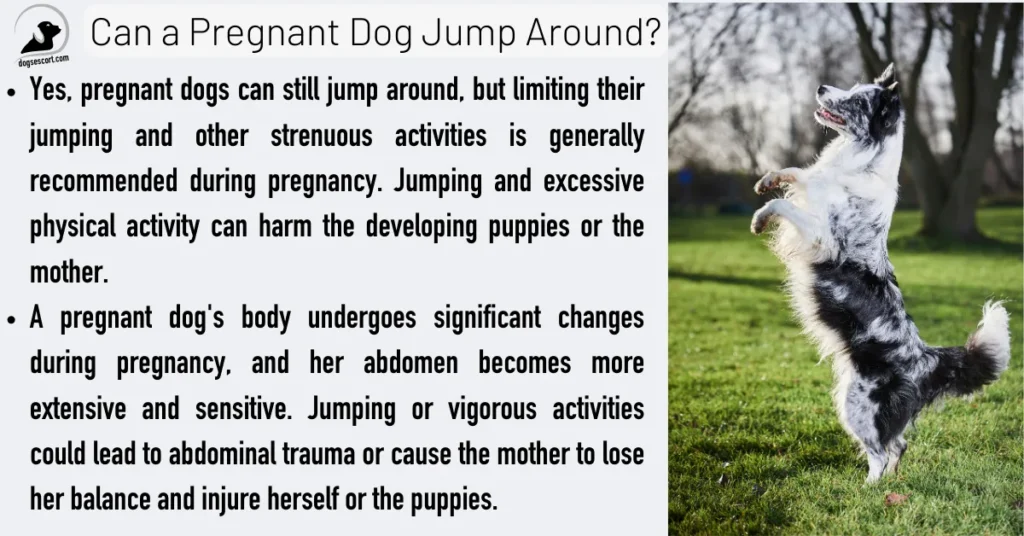 Can a Pregnant Dog Jump Around