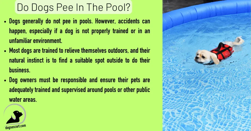Do Dogs Pee In The Pool?