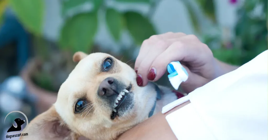 dog dental cleaning