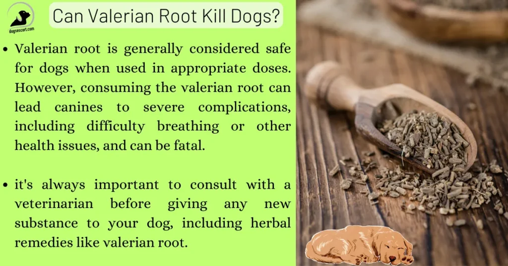 Can Valerian Root Kill Dogs