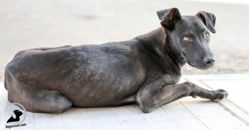 skinny dog