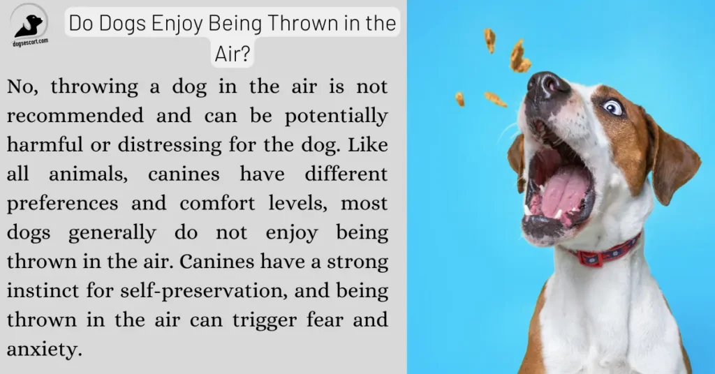 Do Dogs Enjoy Being Thrown in the Air