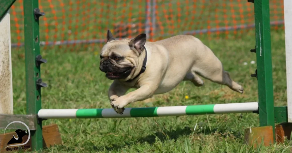 dog jumping