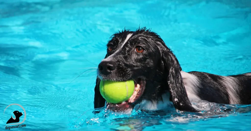dog swim in pool