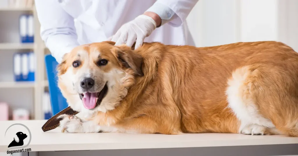 dog treatment