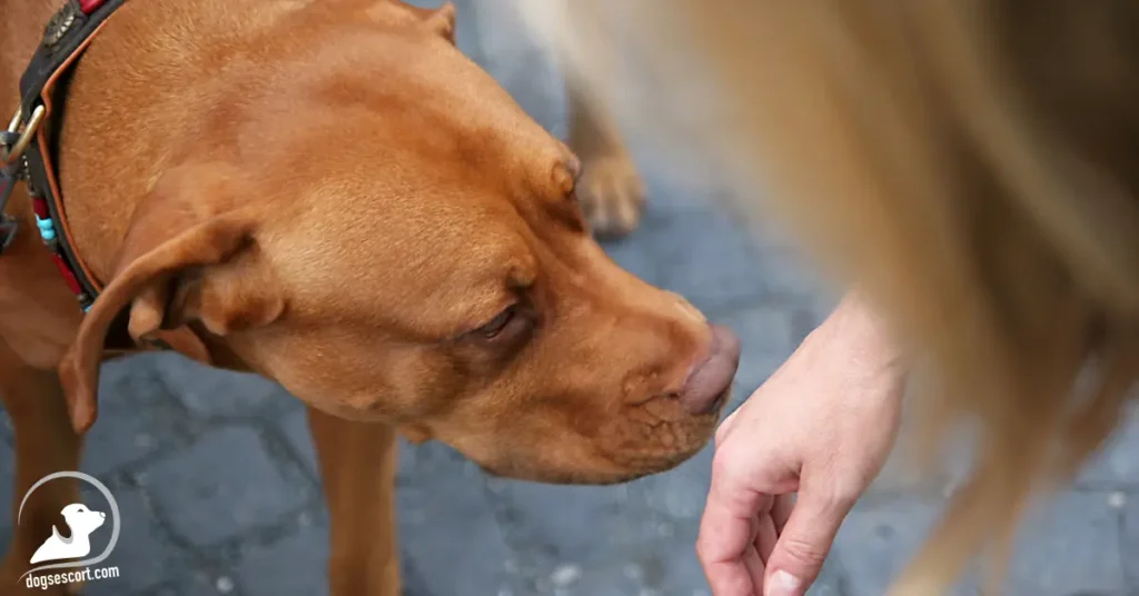 dog with strangers 