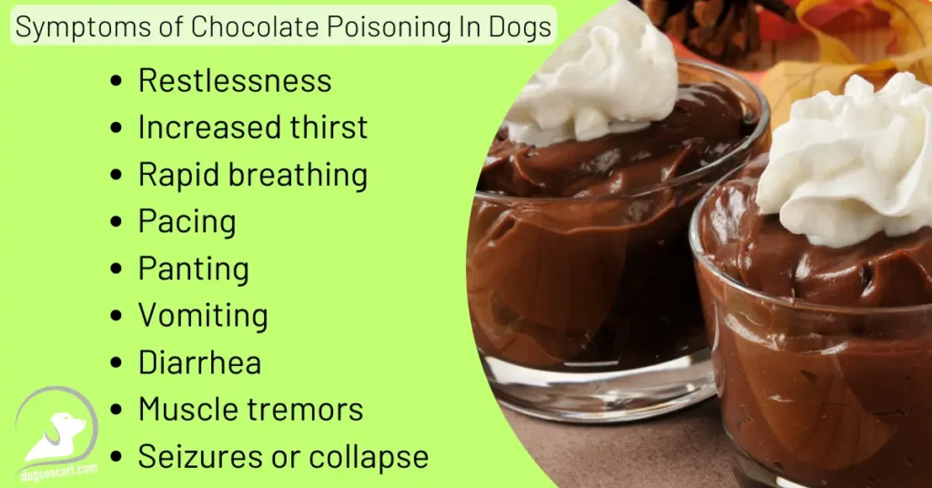 Symptoms of Chocolate Poisoning in dogs