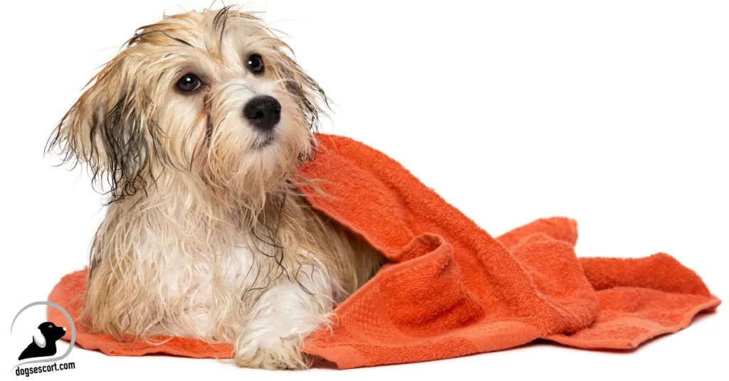 dog bathing
