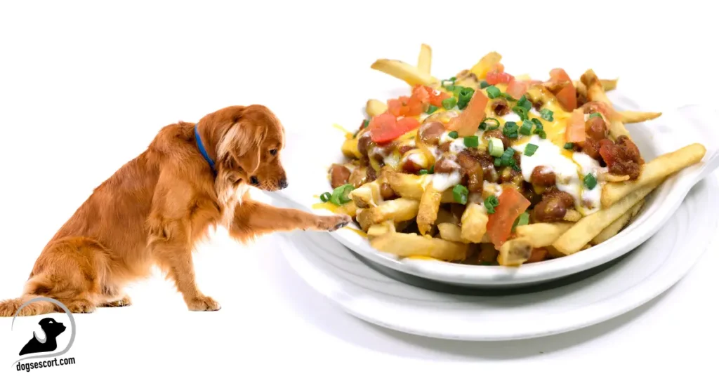 Dogs Eat Chili Cheese Fries