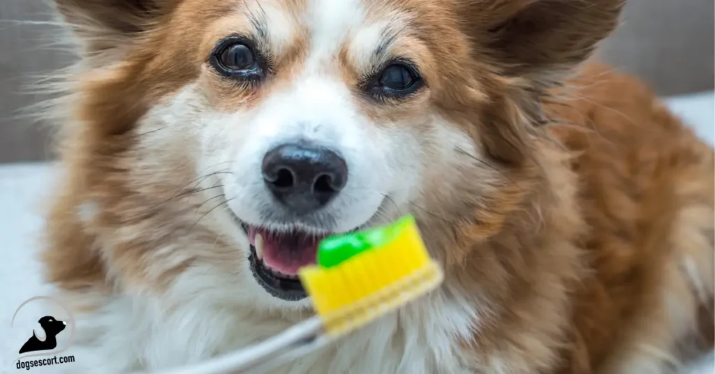 Ensuring a Safe Dental Cleaning Experience for dog