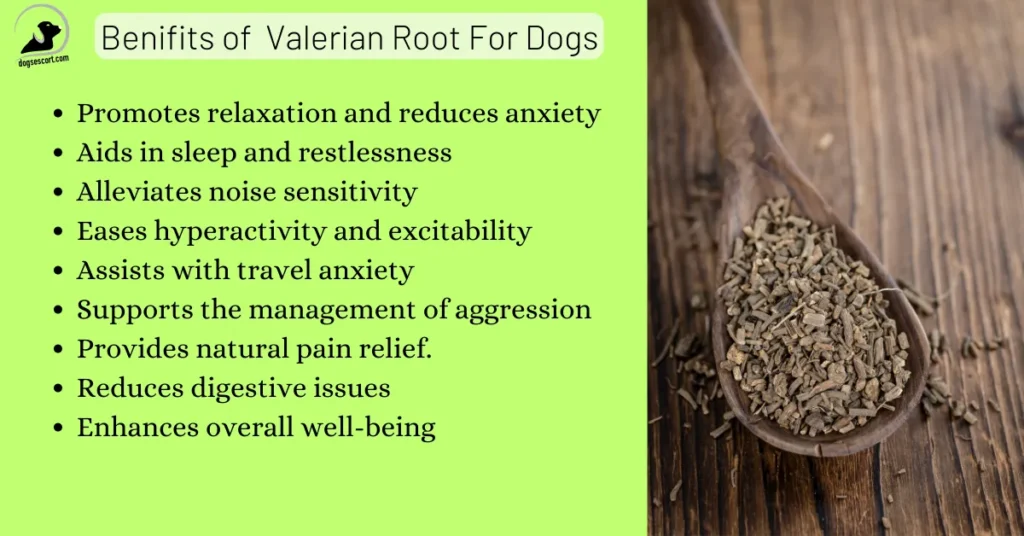 Valerian Root benefits for dogs