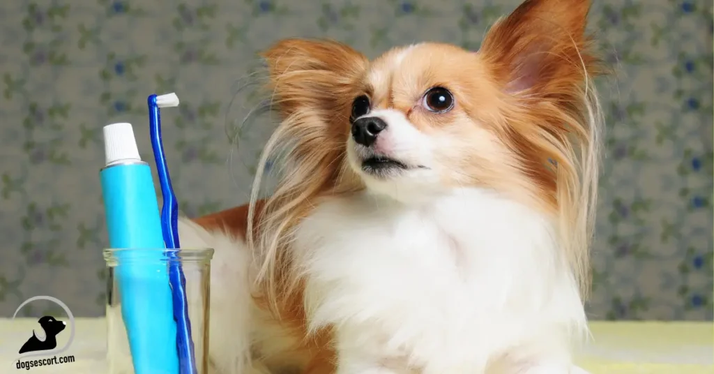 dog dental care