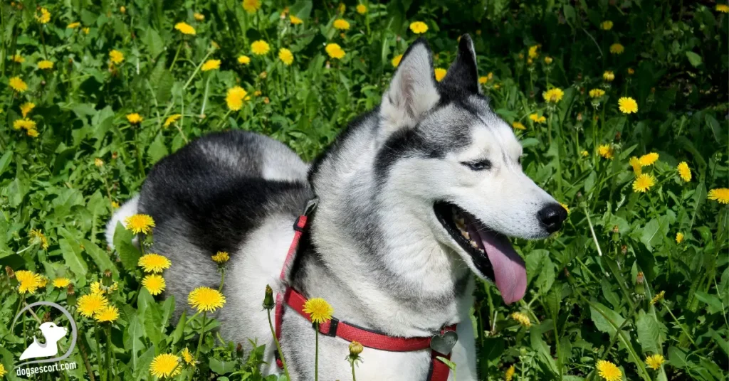 Dandelions for Dogs