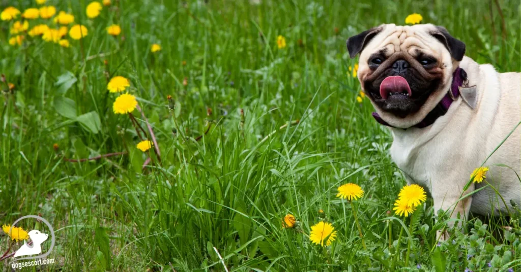 Introduce Dandelions to Your Dog