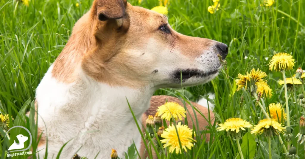 dog in Dandelions