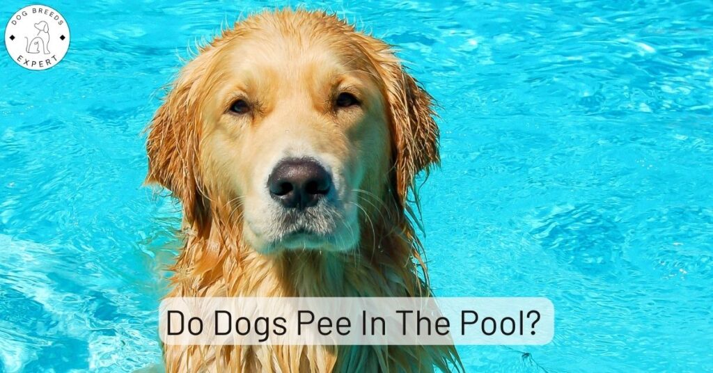 Do Dogs Pee In The Pool